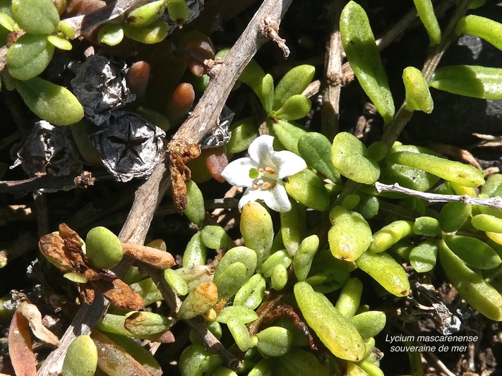 Lycium mascarenense .souveraine de mer.solanaceae. indigène Réunion.P1002746