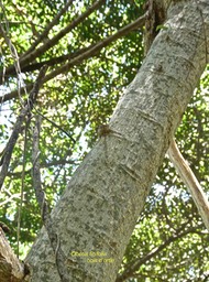 Obetia ficfolia .bois d'ortie .(détail écorce du tronc ).urticaceae.endémique Réunion Maurice Rodrigues .P1002920