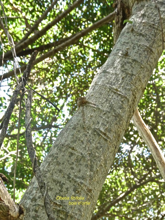 Obetia ficfolia .bois d'ortie .(détail écorce du tronc ).urticaceae.endémique Réunion Maurice Rodrigues .P1002920