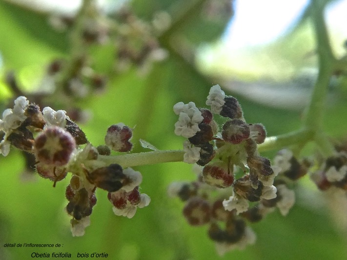 Obetia ficifolia .bois d'ortie.(détail de l'inflorescence )urticaceae.endémique Réunion Maurice Rodrigues .P1002917