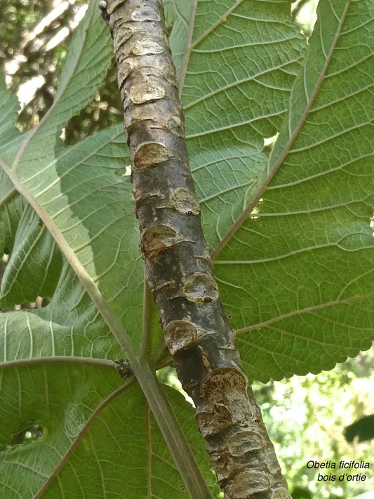 Obetia ficifolia .bois d'ortie.(cicatrices foliaires )urticaceae.endémique Réunion Maurice Rodrigues.P1002899