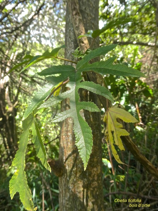 Obetia ficifolia .bois d'ortie.(jeunes feuilles )urticaceae.endémique Réunion Maurice Rodrigues .P1002918