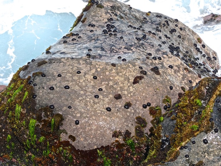 oursins tortues sur un rocher Colobocentrotus atratus .echinometridae .P1002778
