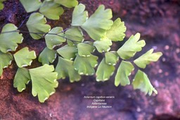 Adiantum capillus- veneris Capillaire Ad iantaceae Indigène La Réunion 5022