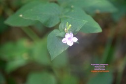 Asystasia gangenica Herbe le rail Acanthaceae E.E.4980