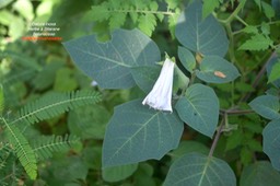 Datura inoxa Herbe à Sitarane Solanaceae E.E.4995