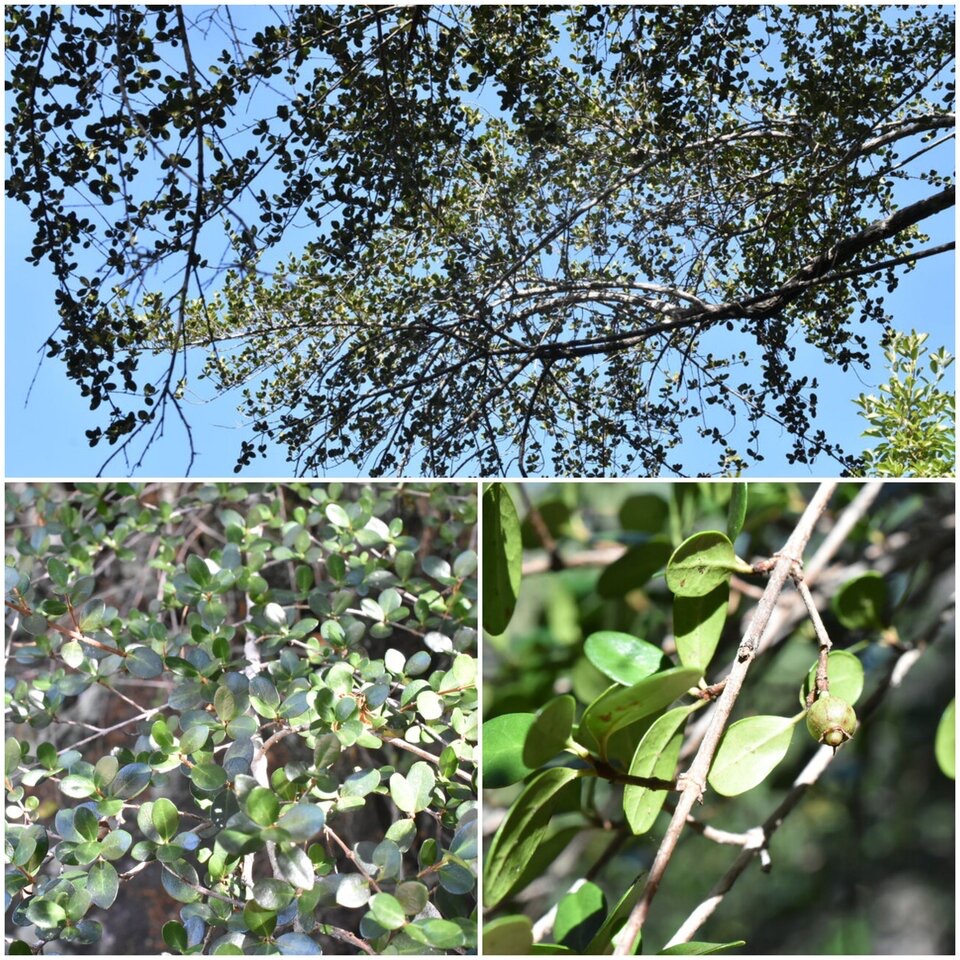 Fernelia buxifolia - Bois de buis - RUBIACEAE - Endémique Mascareignes