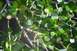 Fernelia buxifolia Bois de buis Rubia ceae Endémique Mascareignes 4988