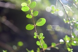 Fernelia buxifolia Bois de buis Rubia ceae endémique Mascareignes4992