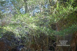 Fernelia buxifolia Bois de buis Rubia ceae endémique Mascareignes4995