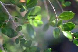 fernelia buxifolia Bois de buis Rubia ceae Endémique Mascareignes 4987