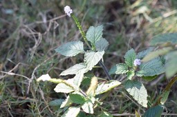 Heliotropium indicum - Herbe a?  papillon - BORAGINACEAE - EE