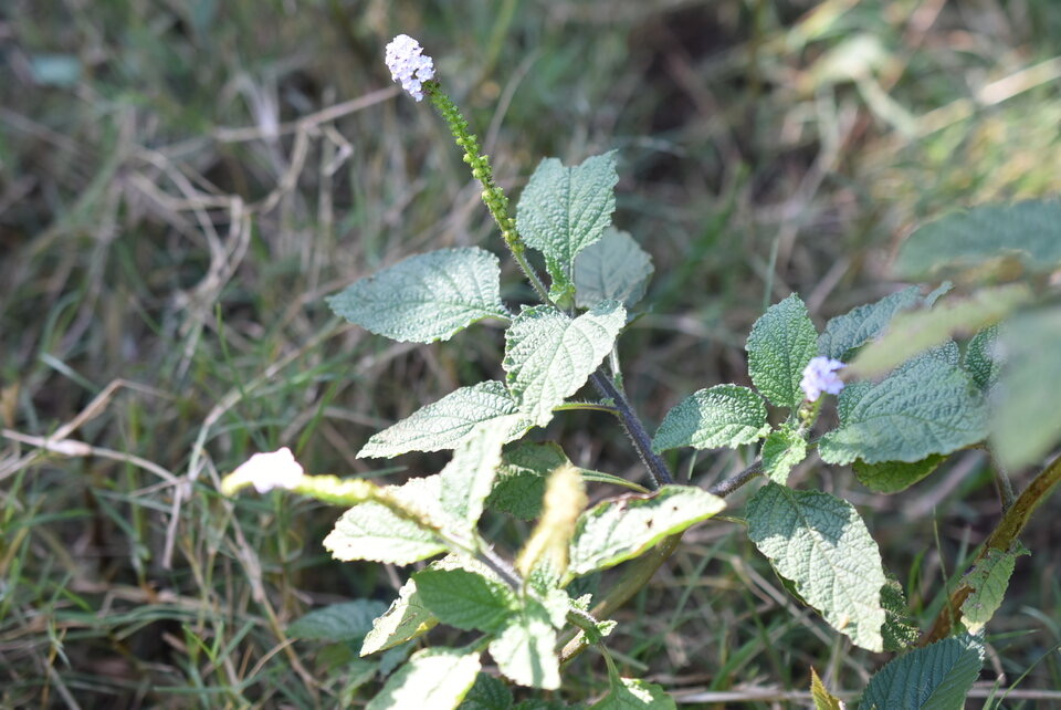 Heliotropium indicum - Herbe à papillon - BORAGINACEAE - EE