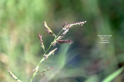 Setaria geminata Herbe de riz Poaceae Cryptogène4982