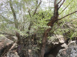 9. ??? Fernelia buxifolia Lam. - Bois de buis - Rubiaceae - Endémique des Mascareignes