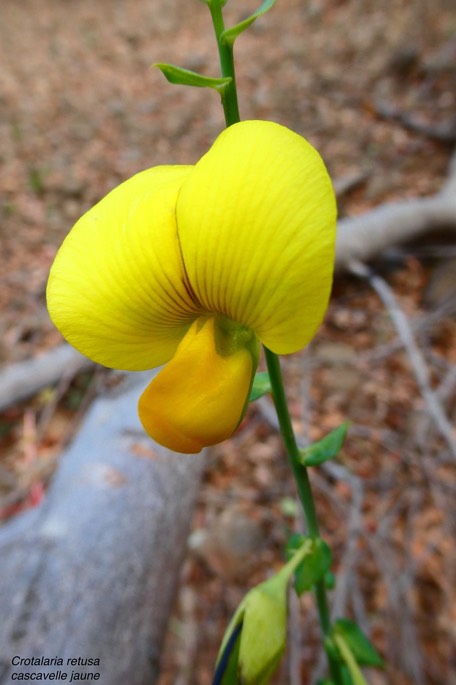 Crotalaria retusa.cascavelle jaune.( fleur )fabaceae.espèce envahissante.