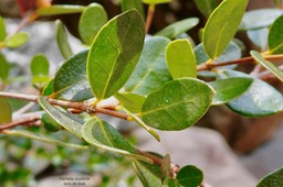 Fernelia buxifolia. bois de buis.( feuillage )rubiaceae .endémique Mascareignes.