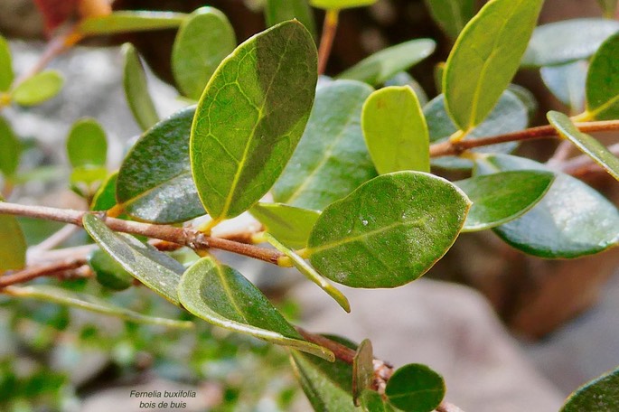 Fernelia buxifolia. bois de buis.( feuillage )rubiaceae .endémique Mascareignes.