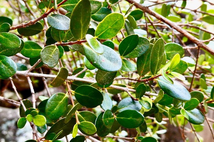 Fernelia buxifolia.bois de buis. (feuillage ).rubiaceae.endémique Mascareignes.