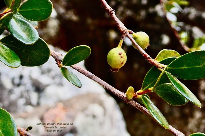 Fernelia buxifolia.bois de buis .( feuilles et fruits )rubiaceae.endémique Mascareignes.