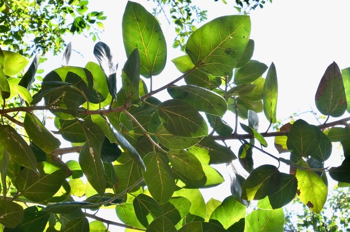 Ficus .moraceae.