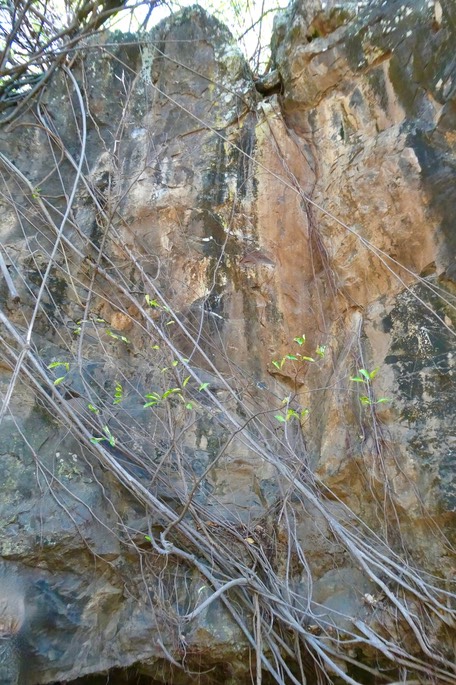 Ficus reflexa sur la paroi rocheuse .P1037528