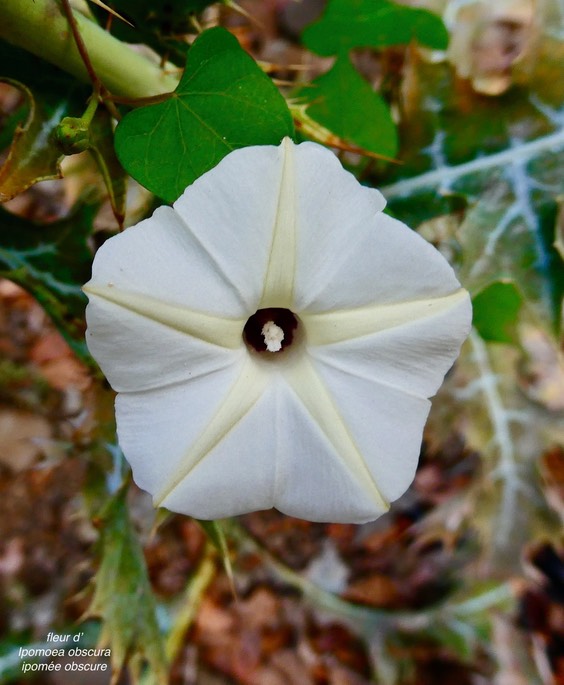 Ipomoea obscura.ipomée obscure .( fleur ) convolvulaceae.espèce envahissante .