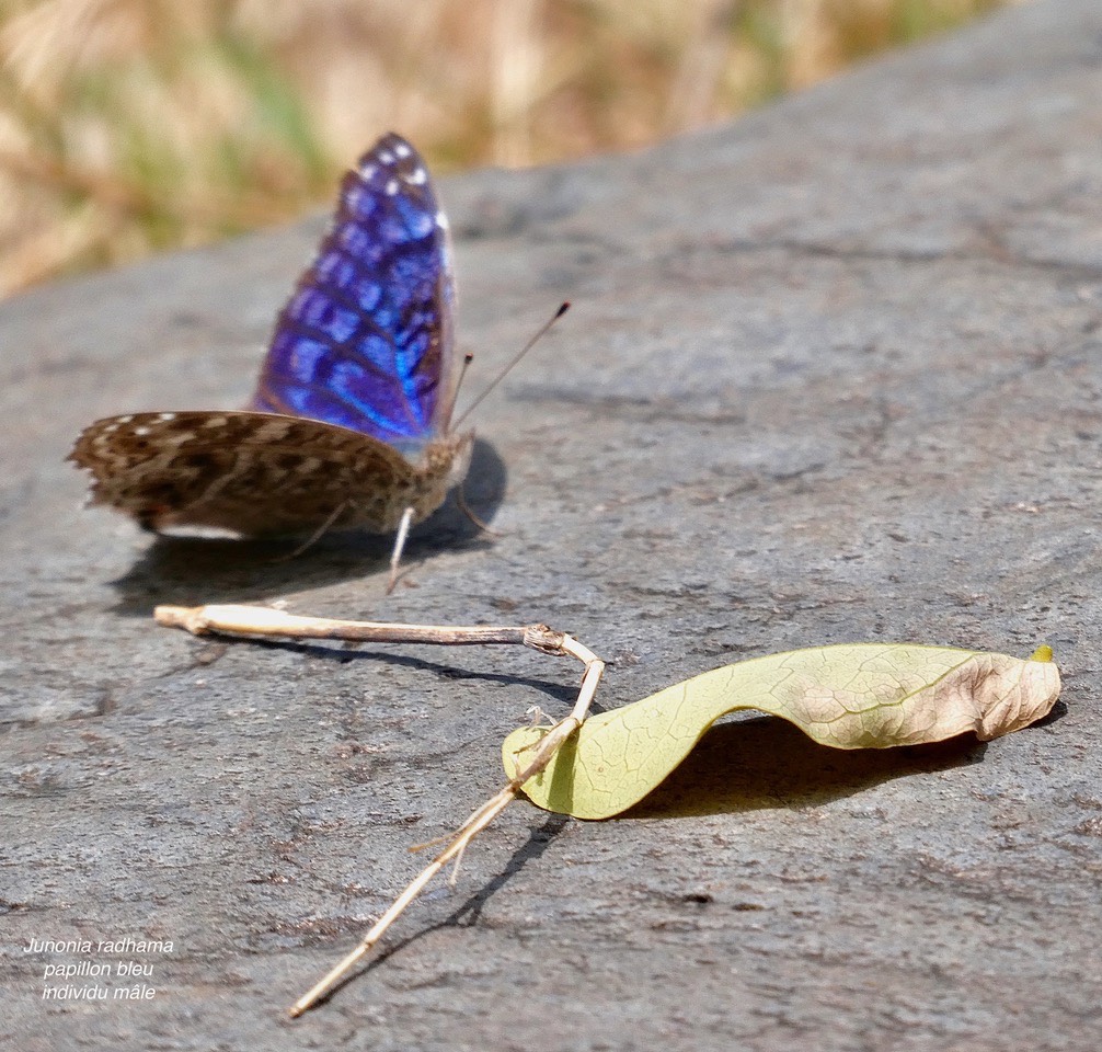 Junonia rhadama. papillon bleu. individu mâle.Nymphalidae.jpeg