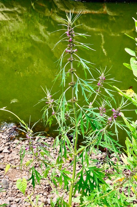Leonorus jaoonicus.marie thérèse.gros tombé.agripaume du Japon.lamiaceae.amphinaturalisé.