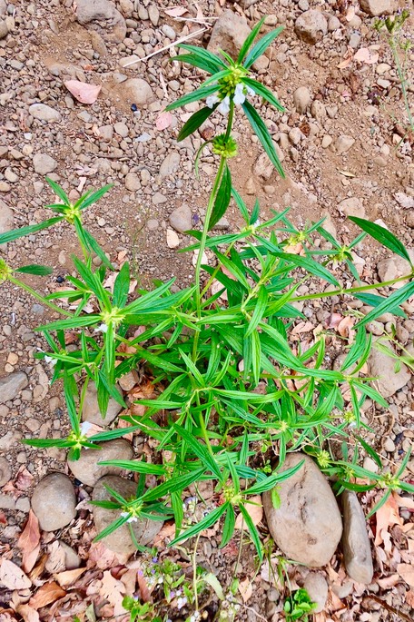 Leucas lavandulifolia.tombé.lamiaceae.potentiellement envahissante.