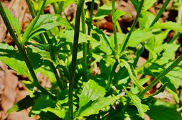 Lobelia cliffortiana.brède mamzelle.campanulaceae.amphinaturalisé.potentiellement envahissante. (1)