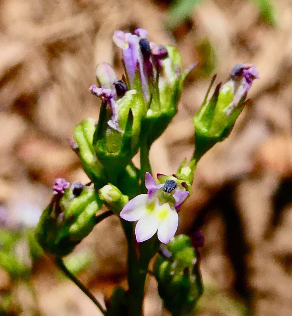 Lobelia cliffortiana.brède mamzelle.campanulaceae.amphinaturalisé.potentiellement envahissante.