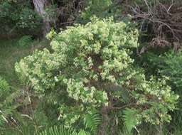 15 Hubertia ambavilla Bory - Ambaville (verte) - Asteraceae - Endémique R