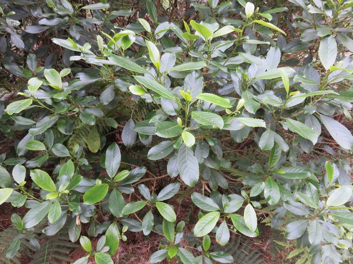 16 Claoxylon parviflorum - Petit Bois d'oiseau- Euphorbiacée - B
