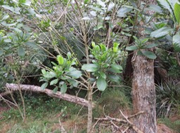 17 Claoxylon parviflorum - Petit Bois d'oiseau- Euphorbiacée - B