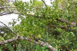 23 Korthalsella opuntia Viscum triflorum  - Sourichaude  - SANTALACEE indigène