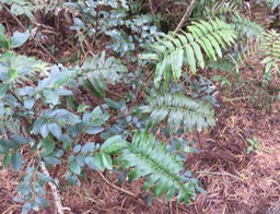 27 Blechnum marginatum - Ø - Blechnaceae - Endémique La Réunion