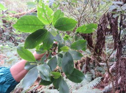 4 Claoxylon parviflorum - Petit Bois d'oiseau- Euphorbiacée - B