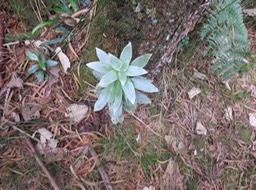 8 Helichrysum heliotropifolium - Velours blanc -ASTERACEE - Endémique