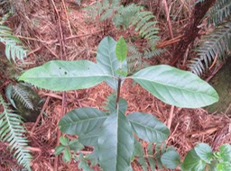 9 ??? Juvénile de Nuxia verticillata - Bois maigre - Stilbacée-M.