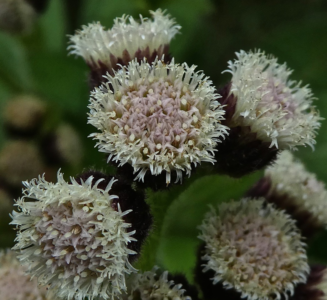 Psiadia anchusifolia.Tabac marron. bouillon blanc P1280494