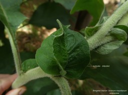 Solanum mauritianum .bringelier marron P1280487