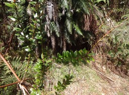 Agarista buxifolia Petit bois de rempart Ericaceae lianescent DSC08704