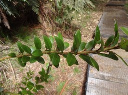 Agarista buxifolia Petit bois de rempart Ericaceae Pétiolerouge DSC08702