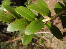 Agarista buxifolia Petit boi de rempart Ericaceae feuilles  DSC08705