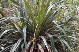Ananas marron - Astelia hemichrysa -
