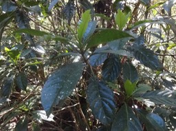 Antirhea borbonica Bois d osto Rubiaceae DSC08646