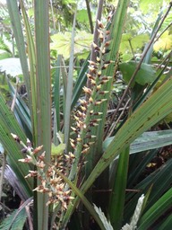 Astelia hemichrysa Ananas marron Asteliaceae Fleurs DSC08725