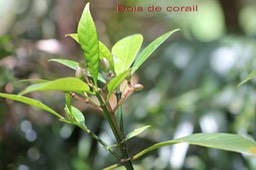 Bois de corail - Chassalia corallioides - Rubiacée - B