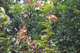 Bois de pomme rouge- Syzygium cymosum- BM